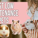 22 Truly Low Maintenance Pets