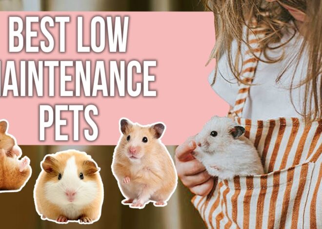 22 Truly Low Maintenance Pets