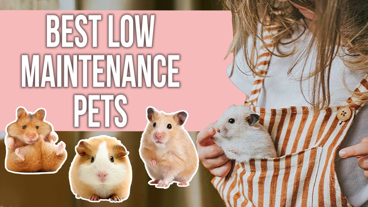 22 Truly Low Maintenance Pets