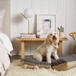 Small Pets For Compact Homes