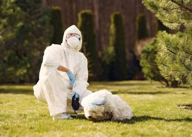 Natural vs. Chemical: Choosing the Best Flea Control Solutions for Your Pets