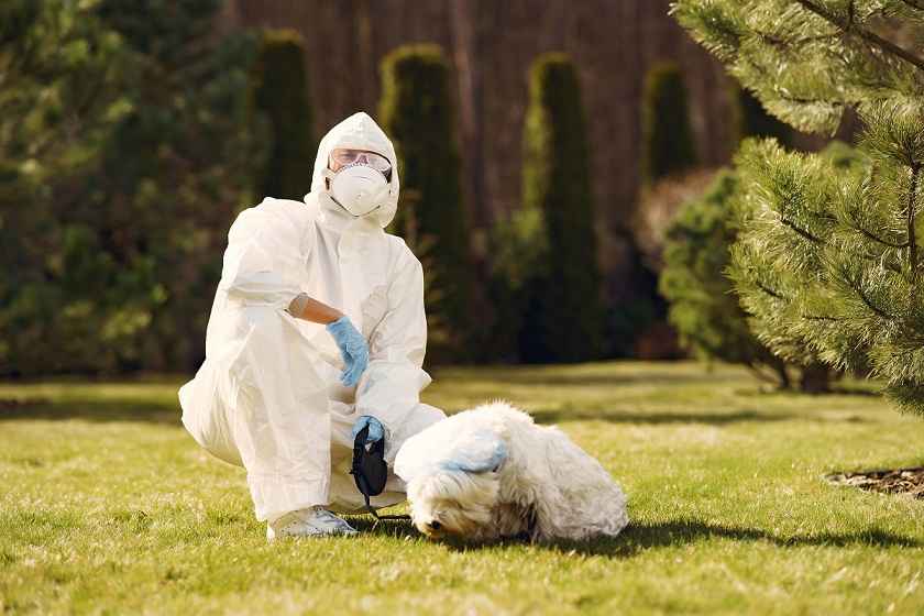 Natural vs. Chemical: Choosing the Best Flea Control Solutions for Your Pets