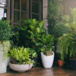 How do you choose the lowest maintenance outdoor potted plants?