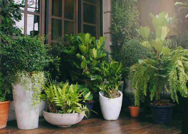 How do you choose the lowest maintenance outdoor potted plants?