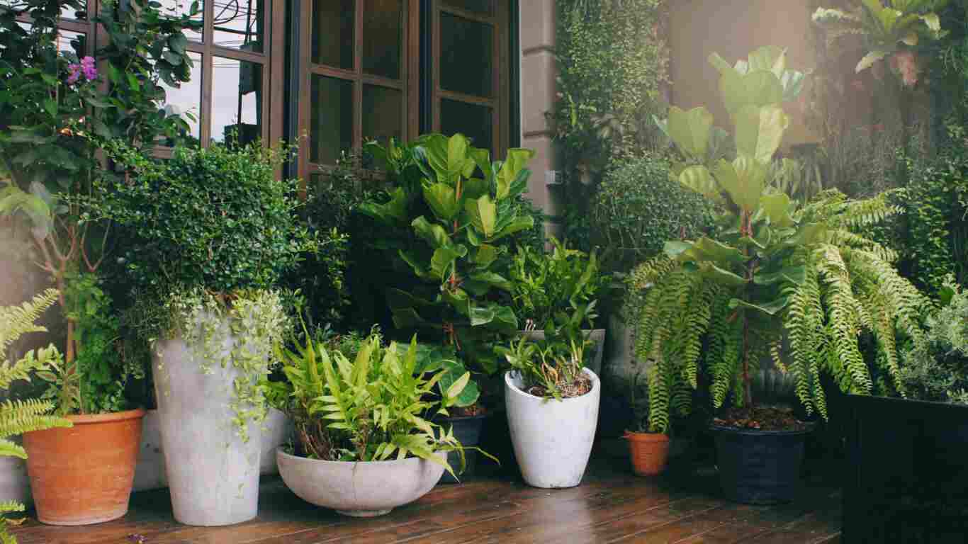 How do you choose the lowest maintenance outdoor potted plants?