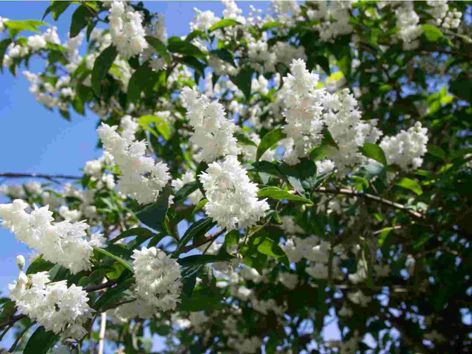 deutzia