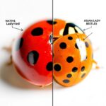 Ladybug vs Asian Beetle: How to Spot the Difference and Protect Your Home