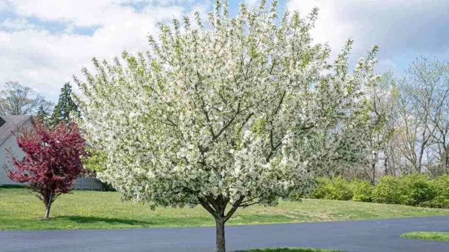white flowering trees