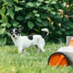 Top 5 Pet Friendly Weed Killers for a Safe and Beautiful Yard