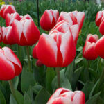 How Long Do Tulips Last in a Vase and Garden? Complete Guide 2025