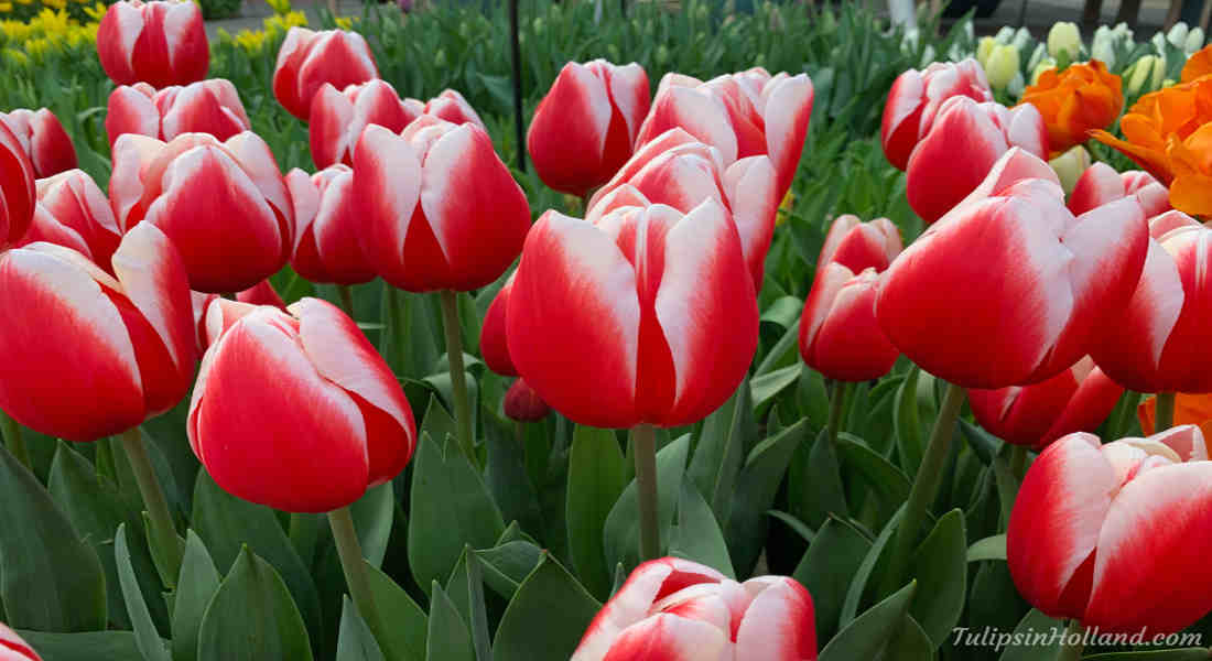 How Long Do Tulips Last in a Vase and Garden? Complete Guide 2025