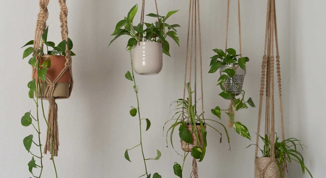 hanging plant
