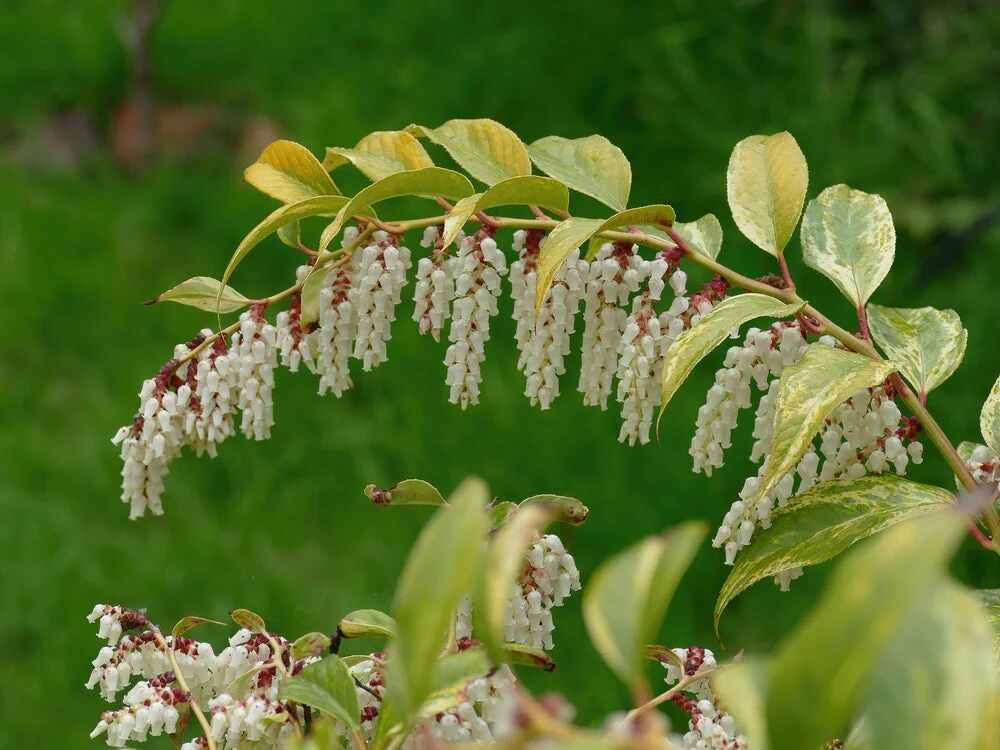What are the best uses for Leucothoe in landscaping