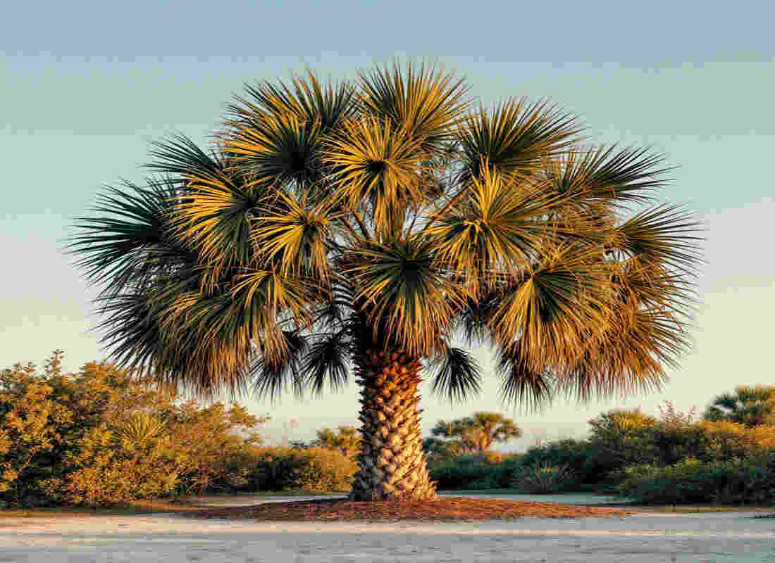 palmetto tree