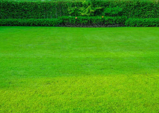 Top Benefits of Using Tall Fescue Grass Seed for a Lush Lawn in 2025