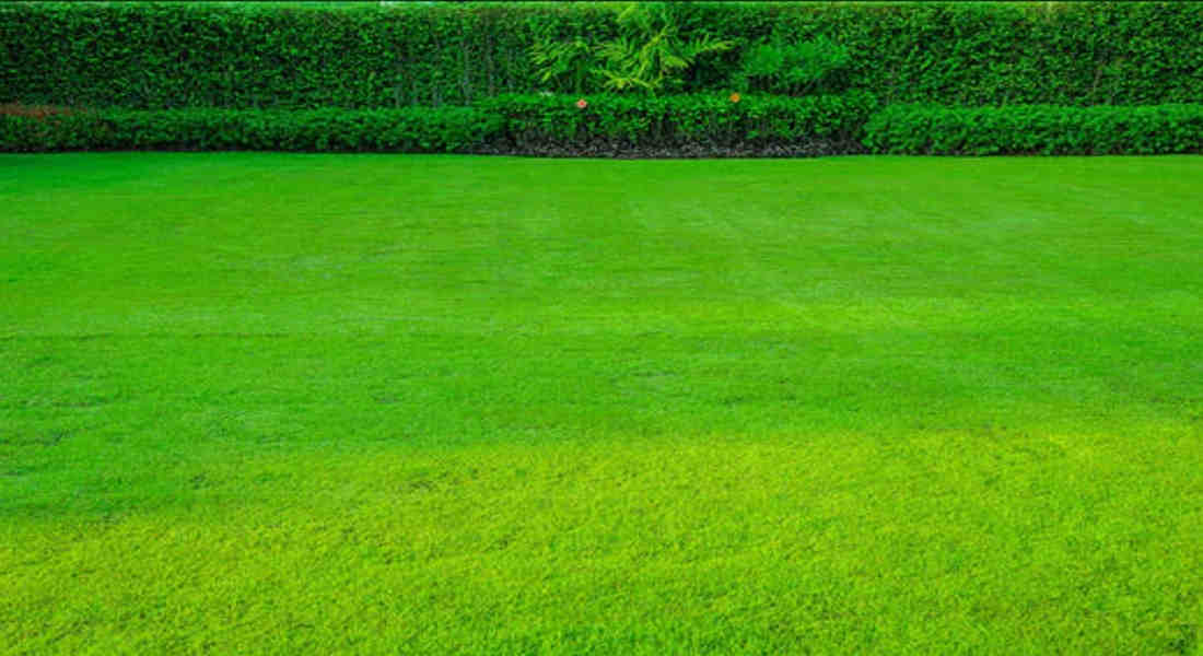 Top Benefits of Using Tall Fescue Grass Seed for a Lush Lawn in 2025