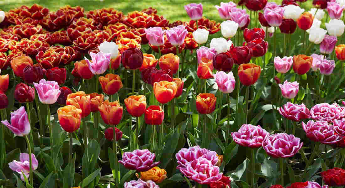 how long do tulips last