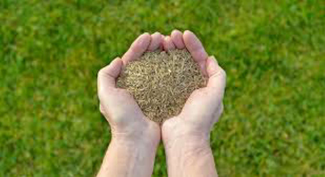 tall fescue grass seed