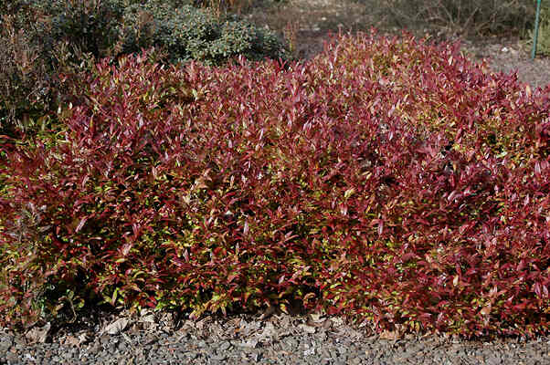 leucothoe