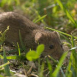 How to Get Rid of Voles: Proven Methods for a Pest-Free Yard in 2025
