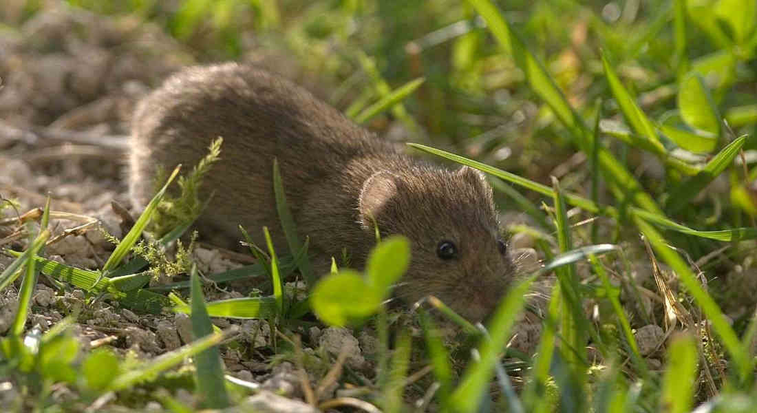 How to Get Rid of Voles: Proven Methods for a Pest-Free Yard in 2025