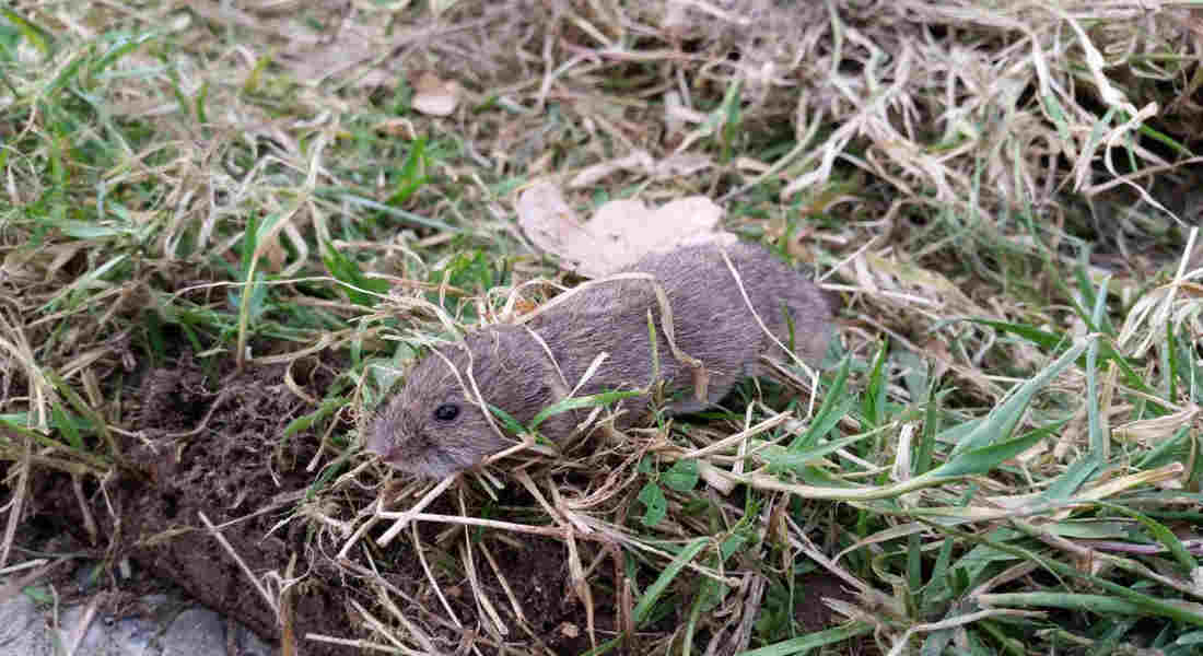 how to get rid of voles
